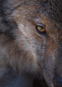Wolf photographed up close in the Lobo Park research enclosure, Antequera, Andalusia, Spain Wolf photographed up close in the Lobo Park research enclosure, Antequera, Andalusia, Spain
